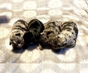 French Bulldog Puppy for sale in YELLVILLE, AR, USA