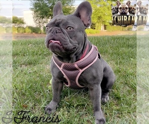 Mother of the French Bulldog puppies born on 09/05/2023