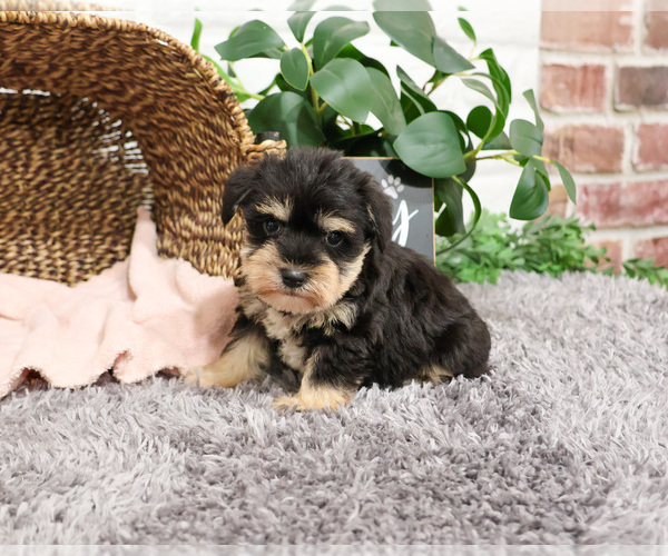 Medium Photo #6 Schnauzer (Miniature) Puppy For Sale in SYRACUSE, IN, USA