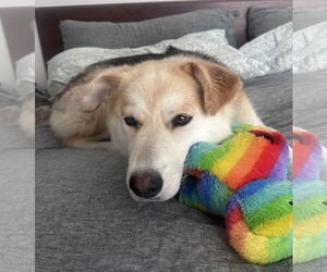 Siberian Husky-Unknown Mix Dogs for adoption in Bellevue, WA, USA