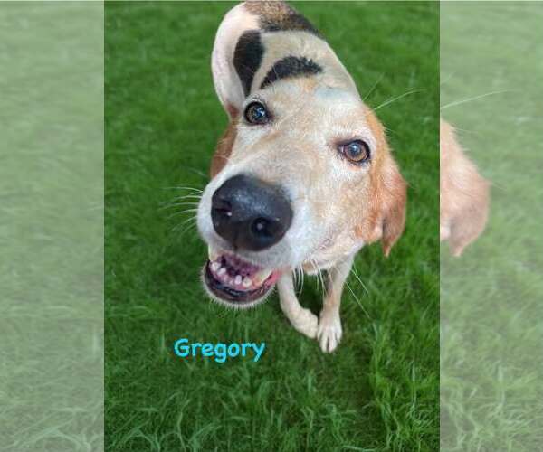 Medium Photo #9 American Foxhound-Unknown Mix Puppy For Sale in Rustburg, VA, USA