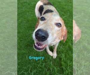 Gregory: Not At the Shelter (Wendy) - Male American Foxhound-Unknown Mix Dog for Adoption - Photo #9