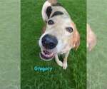 Small #8 American Foxhound Mix