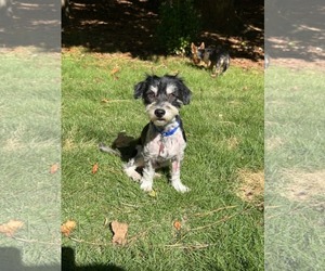 Rocky the Poodle - Male Doxiepoo (Miniature) Dog for Adoption - Photo #3