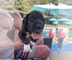 Small #3 Great Dane