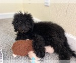 Small #8 Poodle (Miniature)