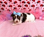 Small Photo #2 Yorkshire Terrier Puppy For Sale in WINNSBORO, LA, USA