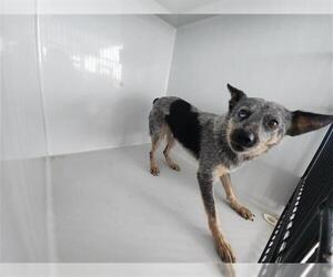 Mutt Dogs for adoption in Houston, TX, USA