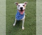 Small Parson Russell Terrier Mix