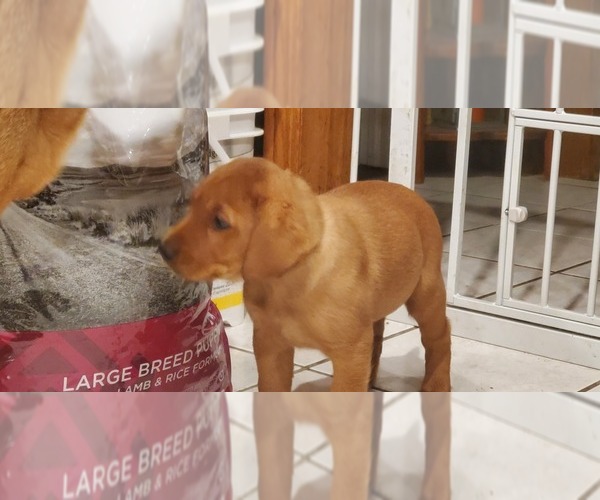 Medium Photo #4 Labrador Retriever Puppy For Sale in BUFFALO, NY, USA