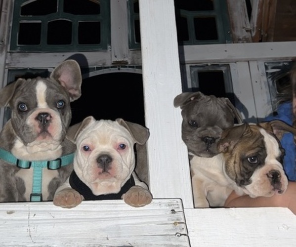 Medium Photo #1 French Bulldog Puppy For Sale in BUCKEYE, AZ, USA