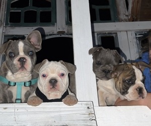 French Bulldog Puppy for sale in BUCKEYE, AZ, USA