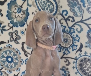 Weimaraner Litter for sale in LEWISBURG, KY, USA