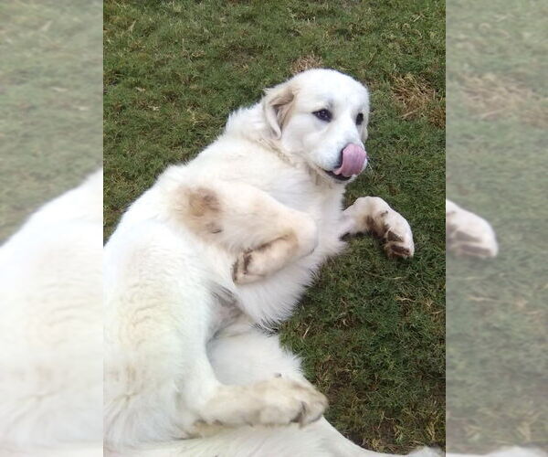 Medium Photo #5 Great Pyrenees Puppy For Sale in Spring, TX, USA