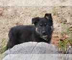 Small Photo #1 German Shepherd Dog Puppy For Sale in NOBLE, OK, USA