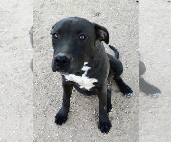 Medium Photo #2 Labrador Retriever-Staffordshire Bull Terrier Mix Puppy For Sale in Apple Valley, CA, USA