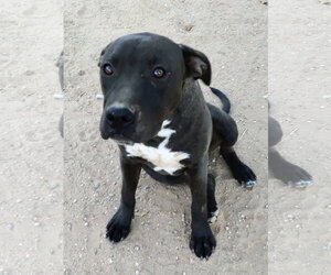 Brad Pitt - Male Labrador Retriever-Staffordshire Bull Terrier Mix Dog for Adoption - Photo #2