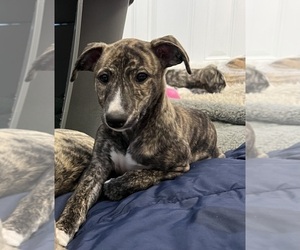 Medium Whippet