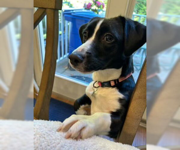 Medium Photo #5 Mutt Puppy For Sale in Westwood, NJ, USA