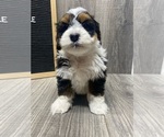 Small Photo #3 Miniature Bernedoodle Puppy For Sale in DONNELLSON, IA, USA