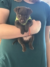 Patterdale Terrier Puppy for sale in CHELSEA, WI, USA