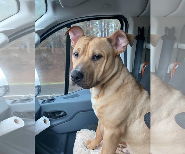 Medium Photo #12 Mutt Puppy For Sale in Columbus, IN, USA