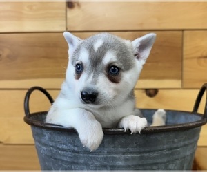 Alaskan Klee Kai-Pomeranian Mix Puppy for sale in ATHENS, WI, USA