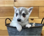 Image preview for Ad Listing. Nickname: Cedar