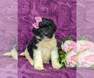 Bernedoodle-Poodle (Standard) Mix Puppy for sale in CHRISTIANA, PA, USA