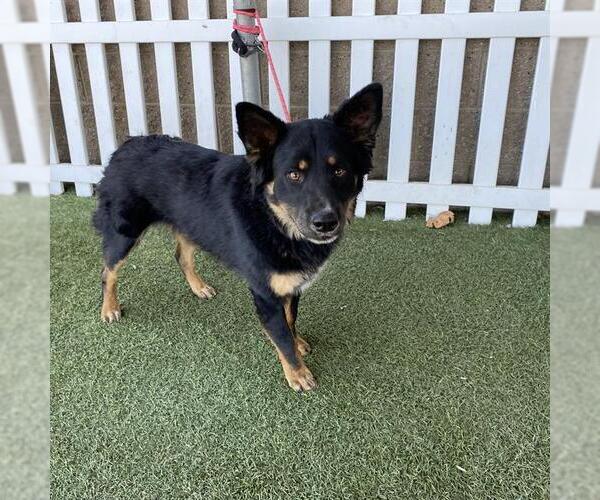 Medium Photo #1 Border Kelpie Puppy For Sale in Modesto, CA, USA