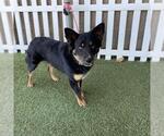 Small Border Kelpie