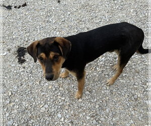 Scotch - Male Australian Shepherd-German Shepherd Dog Mix Dog for Adoption - Photo #2