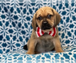 Puggle Puppy for sale in LAKELAND, FL, USA