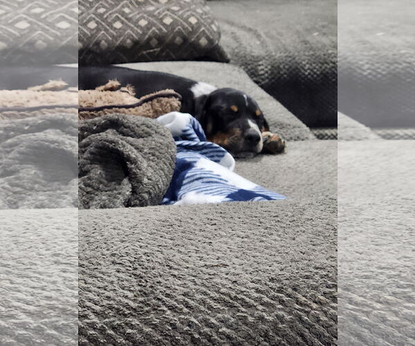 Medium Photo #3 Beagle-Bloodhound Mix Puppy For Sale in Plainfield, IL, USA