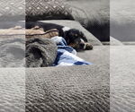 Small #2 Beagle-Bloodhound Mix