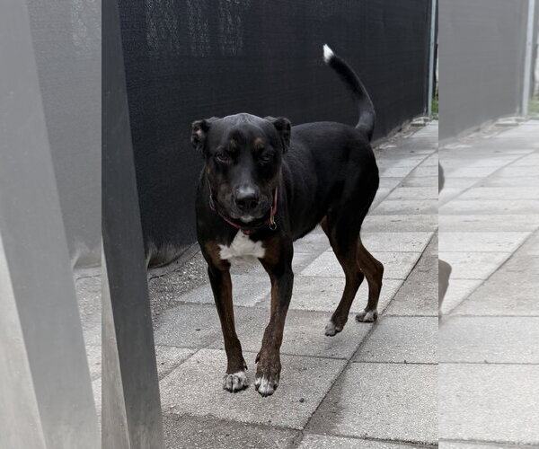 Medium Photo #10 Mutt Puppy For Sale in Sanford, FL, USA