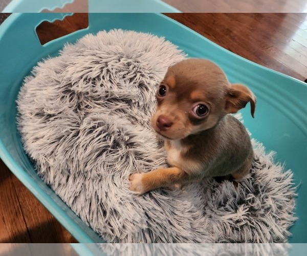 Medium Photo #13 Chihuahua Puppy For Sale in MARIETTA, GA, USA