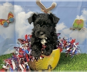 YorkiePoo Puppy for Sale in CASSVILLE, Missouri USA