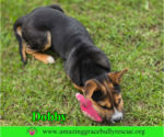 Small Photo #6 American Staffordshire Terrier-Unknown Mix Puppy For Sale in Milton, FL, USA