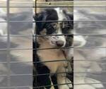 Small #2 Border-Aussie