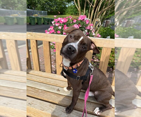 Medium Photo #8 American Staffordshire Terrier Puppy For Sale in Sayreville, NJ, NJ, USA