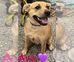 Small Photo #9 Mutt Puppy For Sale in pomfret, CT, USA
