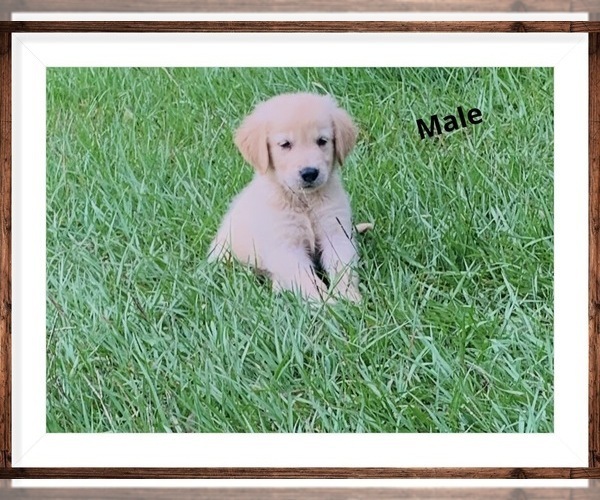 Medium Photo #1 Golden Labrador Puppy For Sale in LIVE OAK, FL, USA
