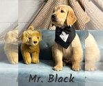 Puppy Mr Black Golden Retriever