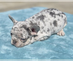 Small Photo #21 French Bulldog Puppy For Sale in CHARLOTTE, NC, USA