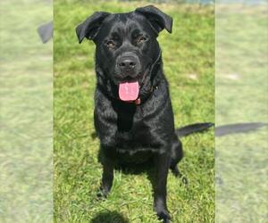 Labrenees Dogs for adoption in Santa Cruz, CA, USA