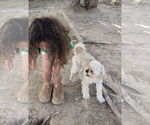 Small #3 Poodle (Miniature) Mix