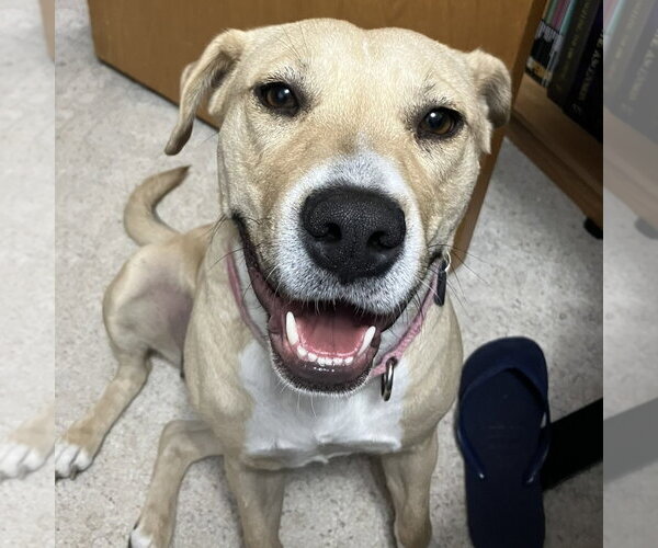 Medium Photo #24 Mutt Puppy For Sale in Fargo, ND, USA