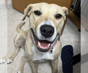 Kitchen - Female Mutt Dog for Adoption - Photo #24