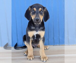 Olaf - Male Australian Shepherd-Unknown Mix Dog for Adoption - Photo #2